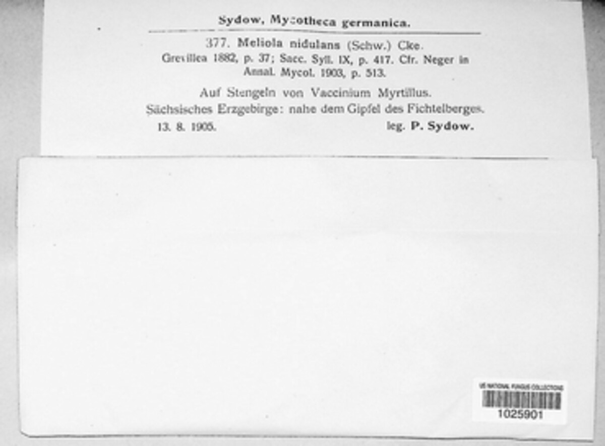 Meliola nidulans image